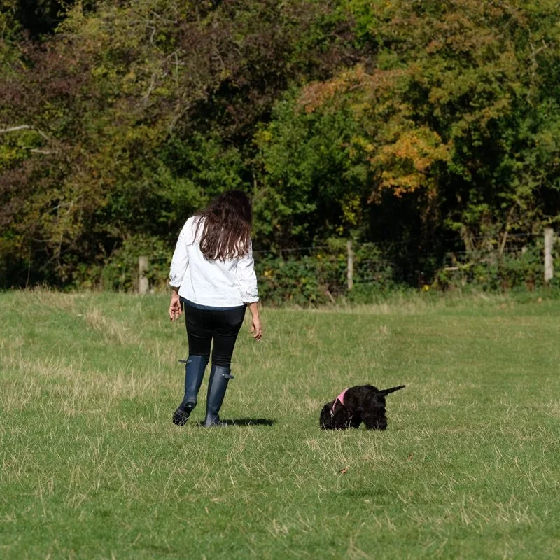 Claire walking a small black dog through a sunny field, the dog sniffing calmly in the grass