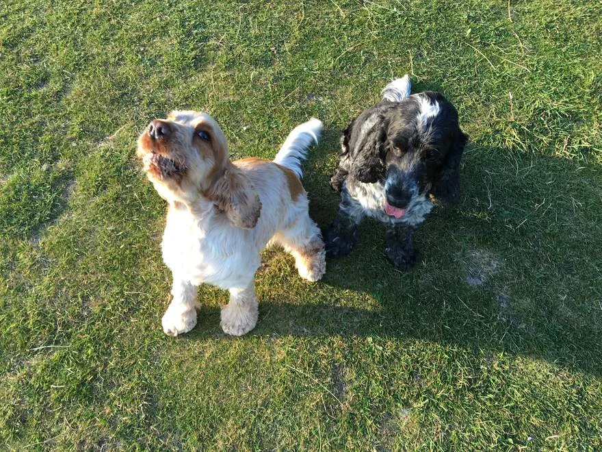 Two cocker spaniels sitting together on the grass during a walk with Claire, one looking up at the camera